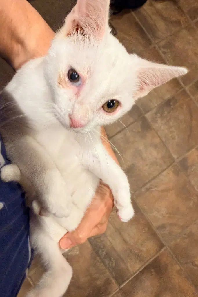 Snowy, a male Tabby kitten up for adoption