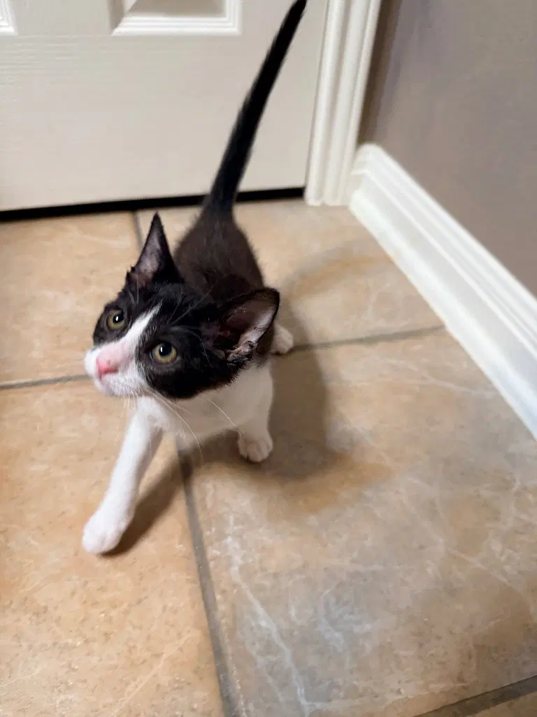 Tay, a female Tabby kitten up for adoption