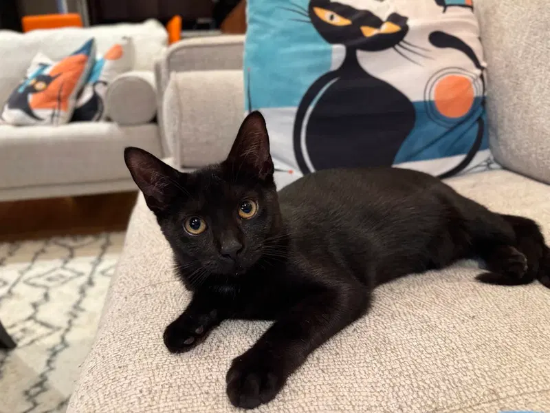 Lotus, a female kitten up for adoption