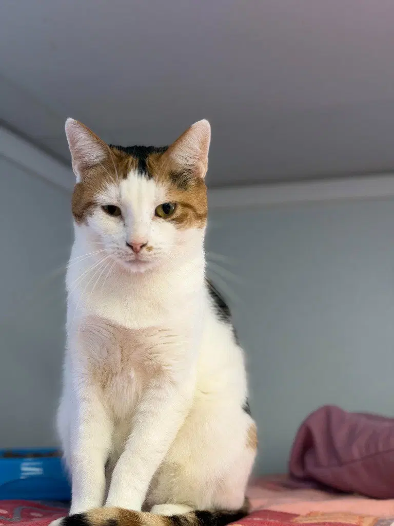 Pixie, an adult female cat up for adoption