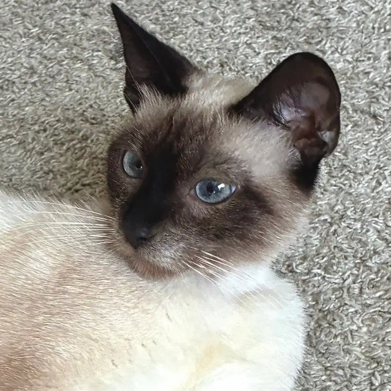 Chai, a young female Siamese cat up for adoption