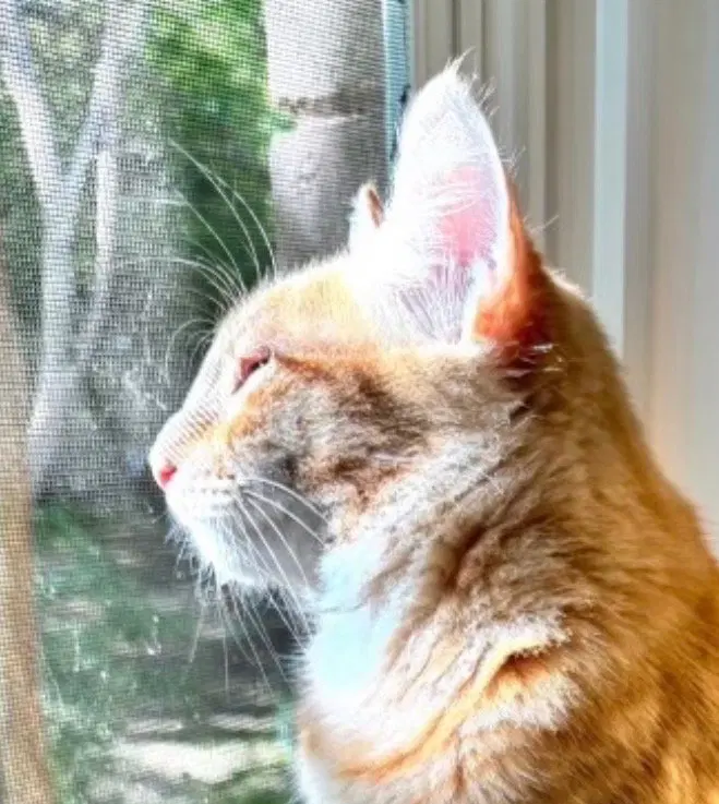 Simba “A Little Lion Learning to Trust”, a young male Maine Coon cat up for adoption