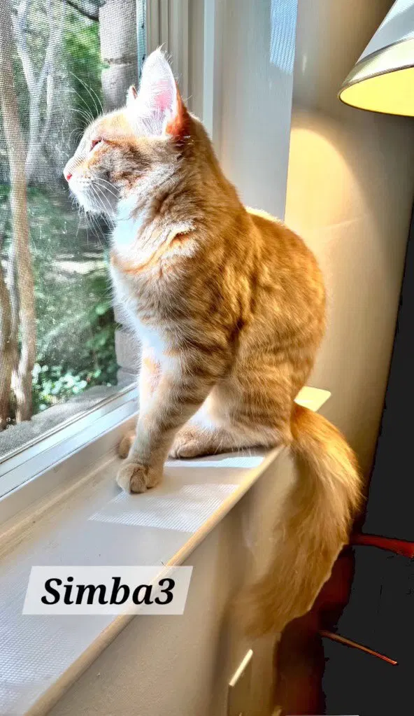 Simba “A Little Lion Learning to Trust”, photo 2