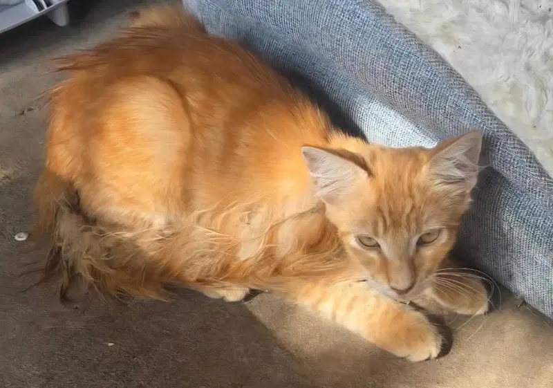 Simba “A Little Lion Learning to Trust”, photo 3