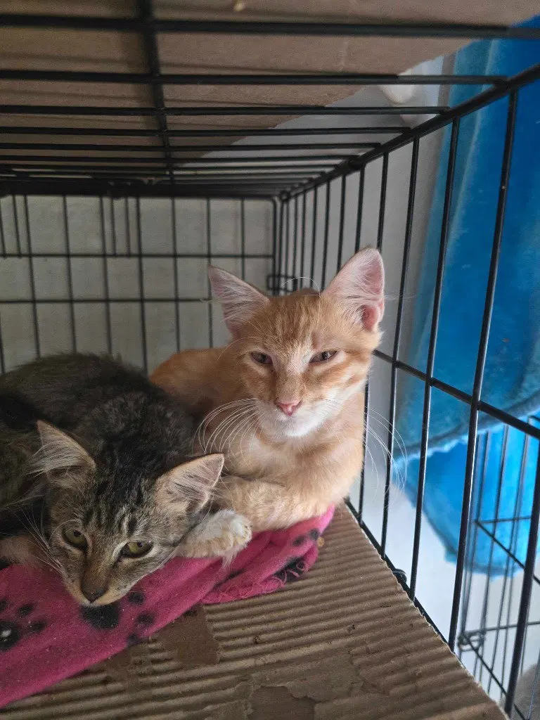 Simba “A Little Lion Learning to Trust”, photo 4
