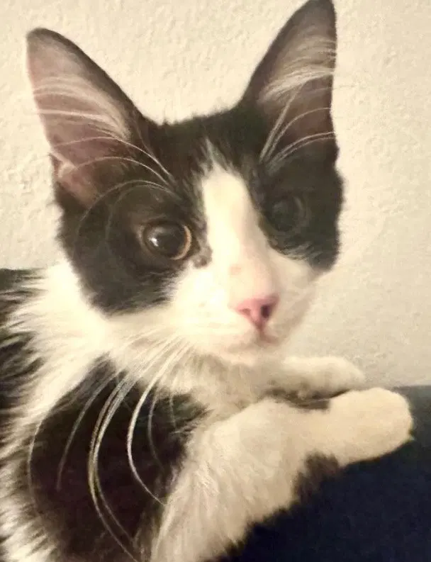 Maxi-mum Snuggles, a male Maine Coon kitten up for adoption