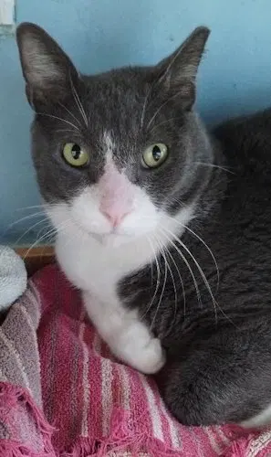 Neo, a male kitten up for adoption