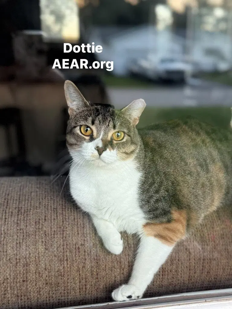 Dottie, a young female cat up for adoption