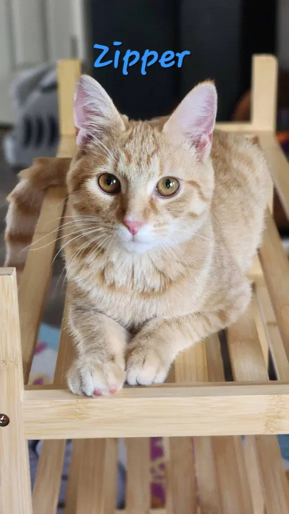 Zipper, a young male cat up for adoption
