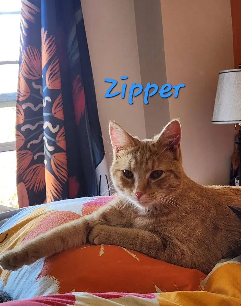 Zipper, photo 2