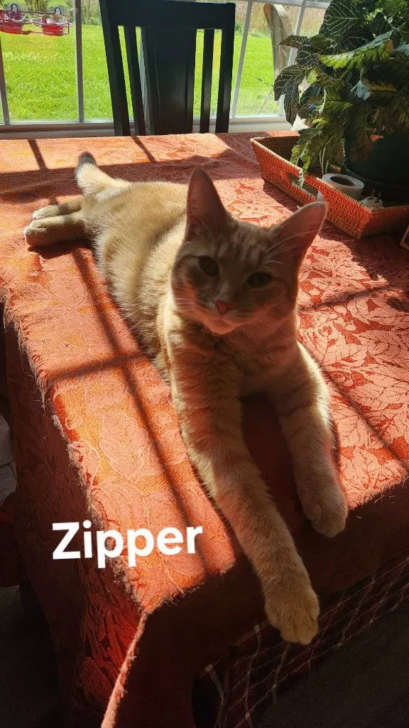 Zipper, photo 3