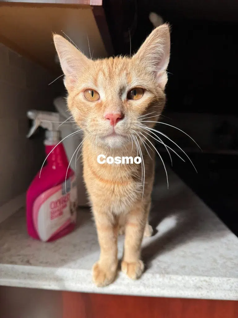 Cosmo, photo 2