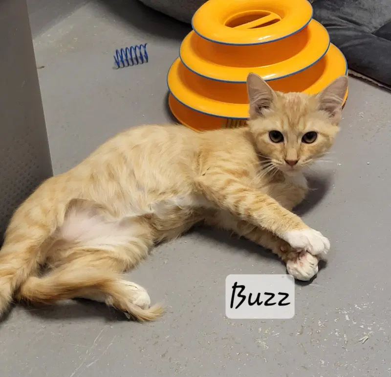 Buzz, up for adoption near Blue Ridge, GA