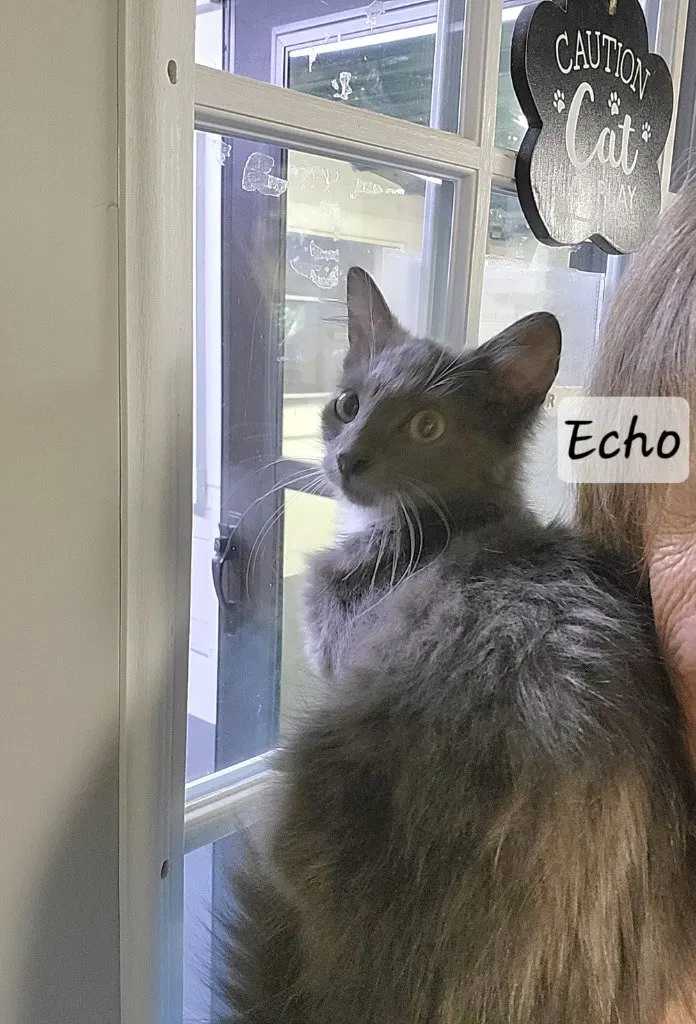 Echo, photo 2