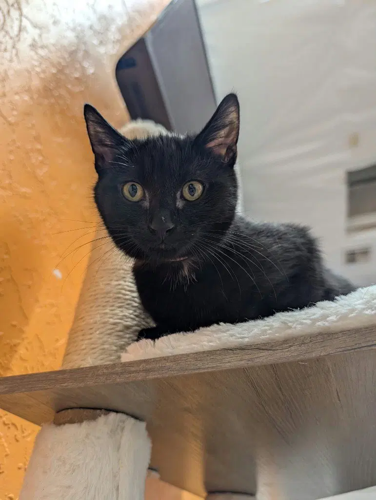 Shirley, a female kitten up for adoption