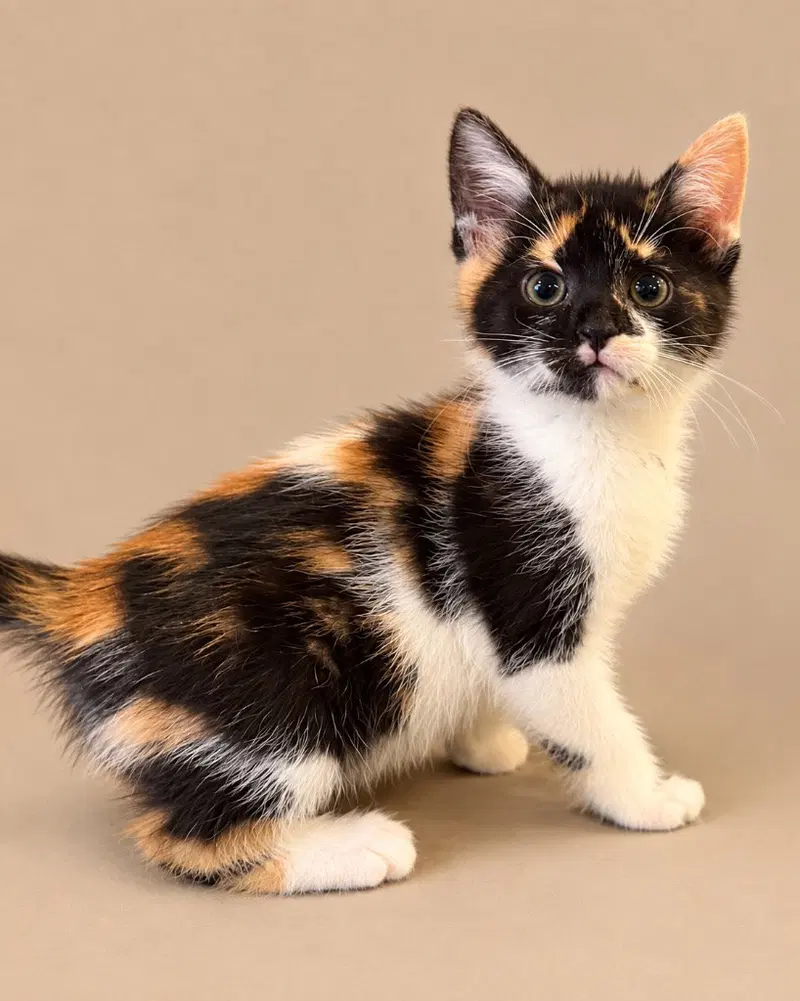 Danielle, a female kitten up for adoption