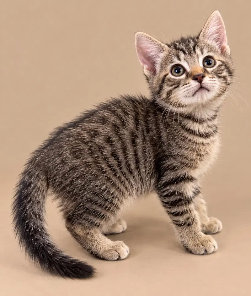 Ezra, a male kitten up for adoption