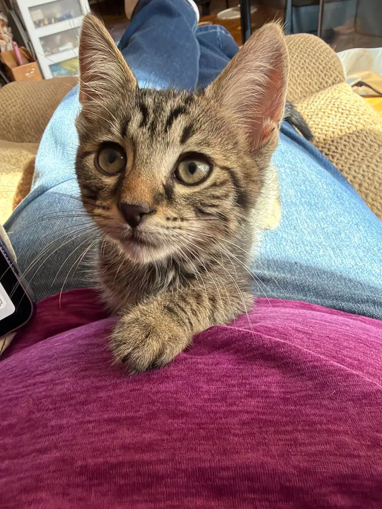 Ezra, photo 2