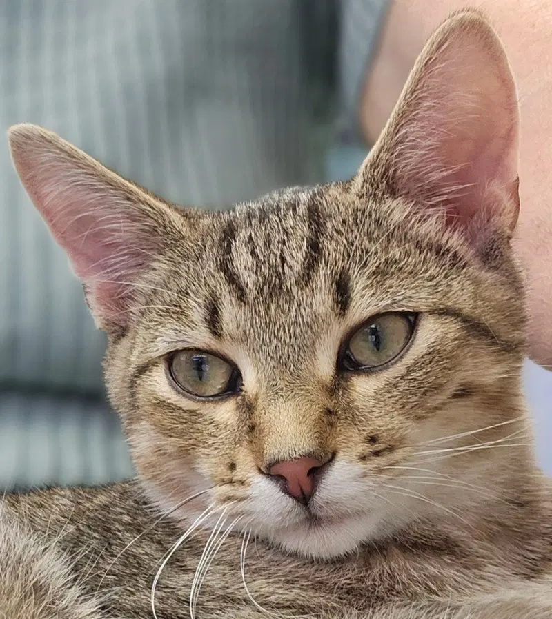 Tyler, a male kitten up for adoption
