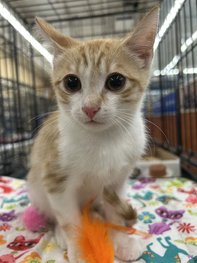 Feisty Potato, a young male cat up for adoption