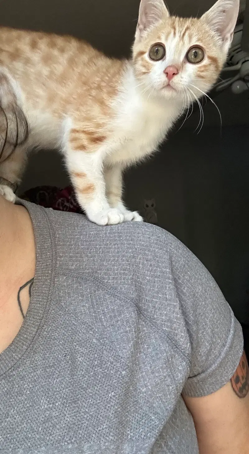 Feisty Potato, photo 2