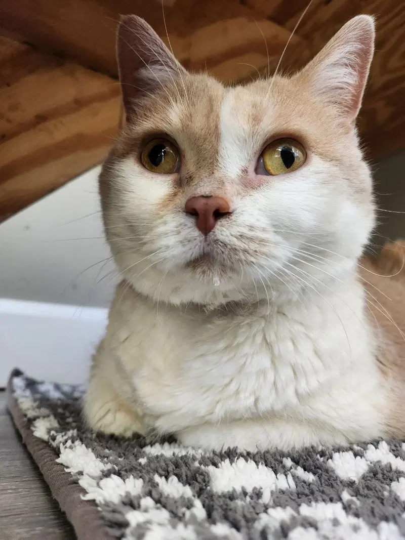 Darling, a young female cat up for adoption