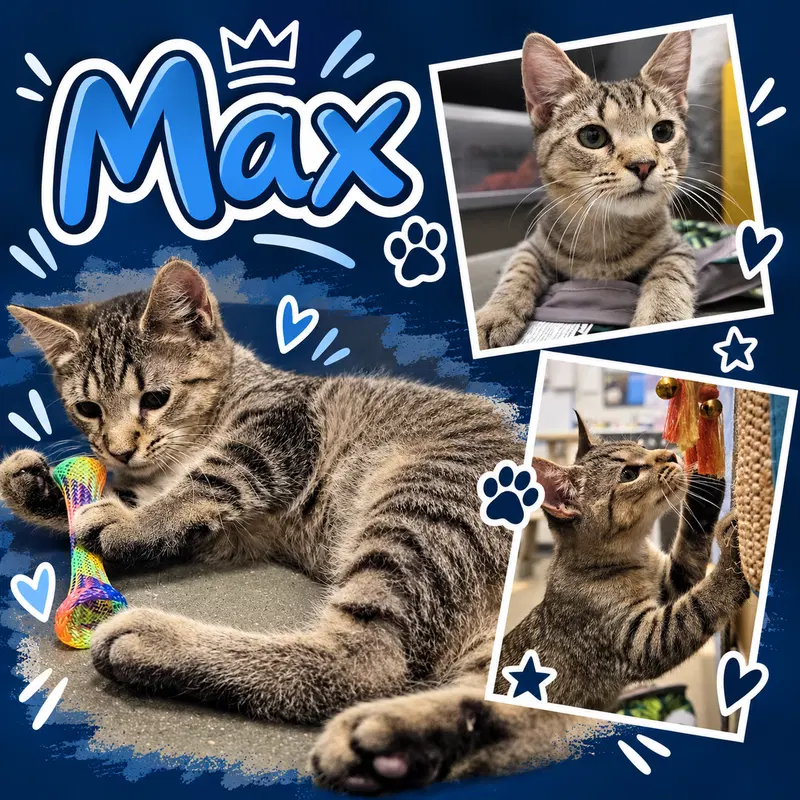 Max C, a young male Tabby cat up for adoption