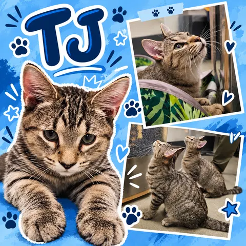 Watch the video of Tj C