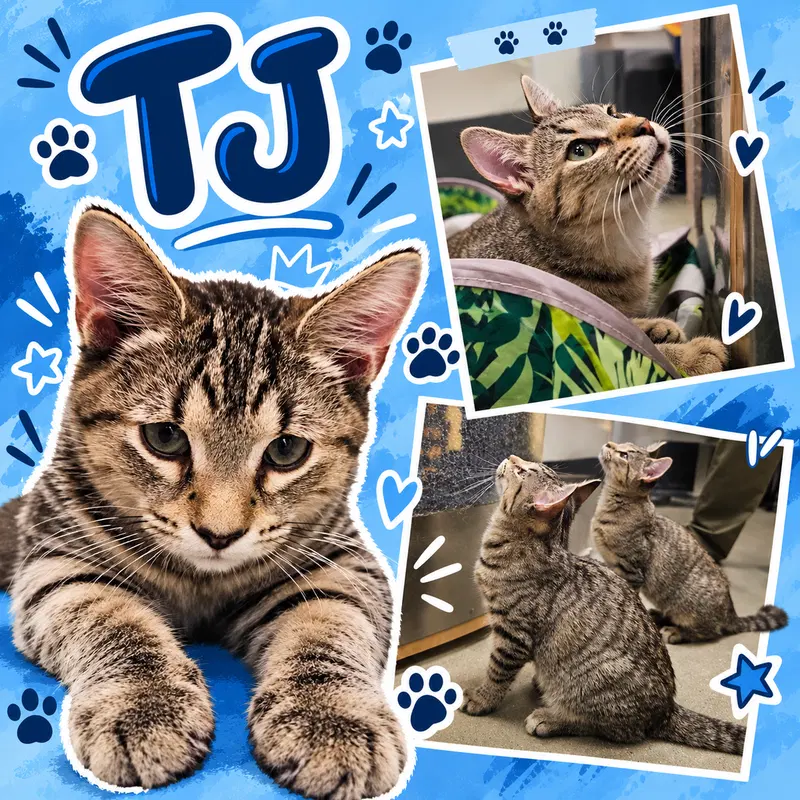 Tj C, a young male Tabby cat up for adoption