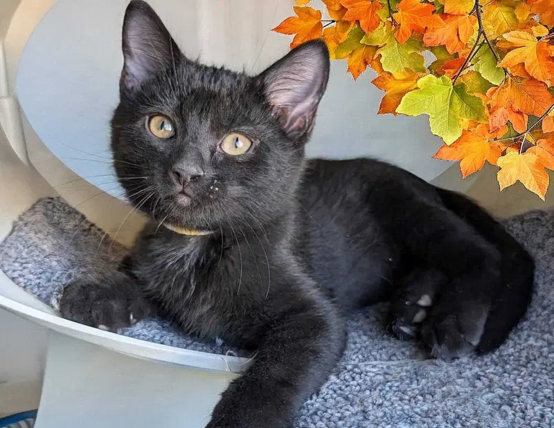 Shadow Hearts, a male kitten up for adoption