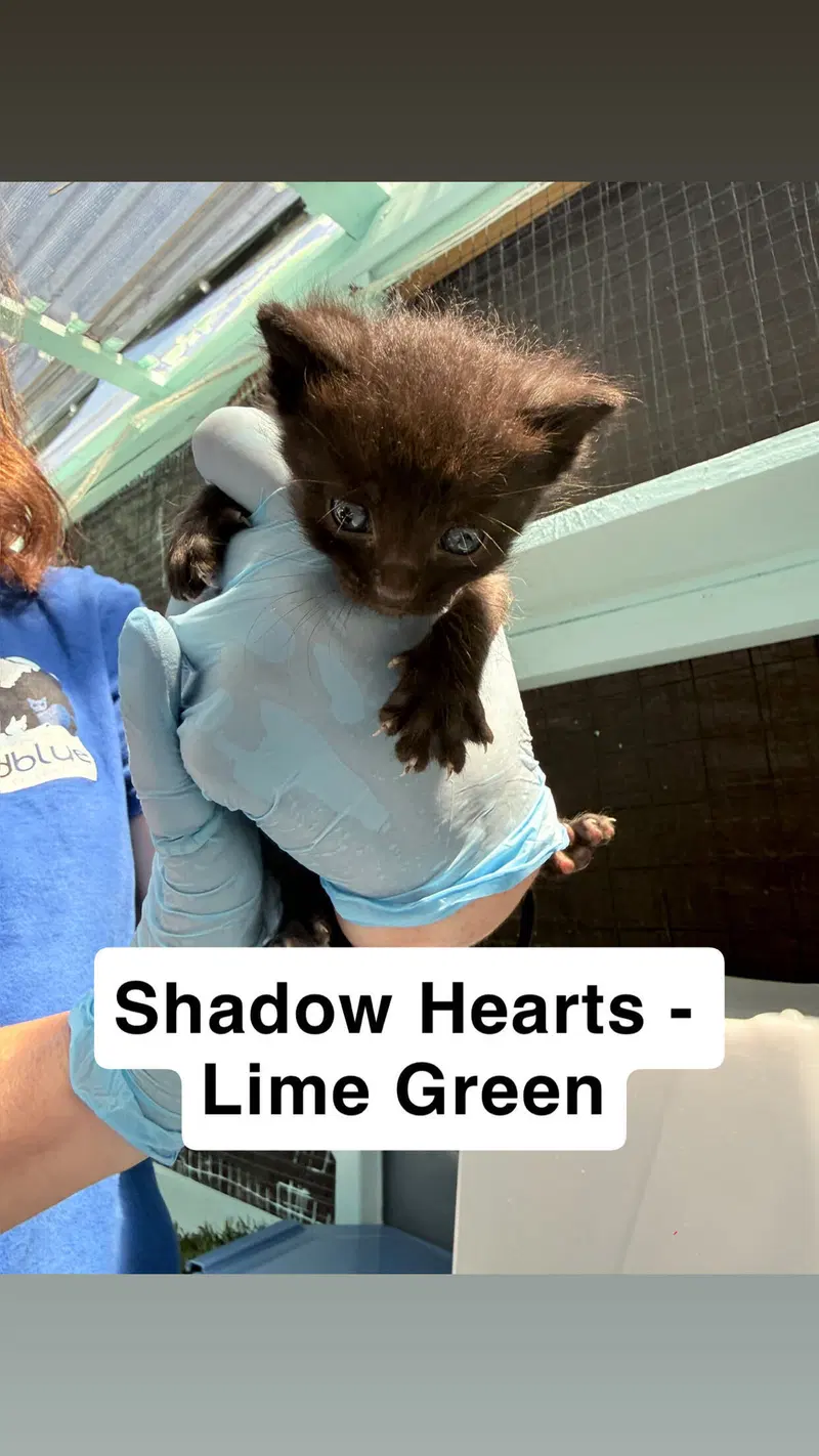 Shadow Hearts, photo 2