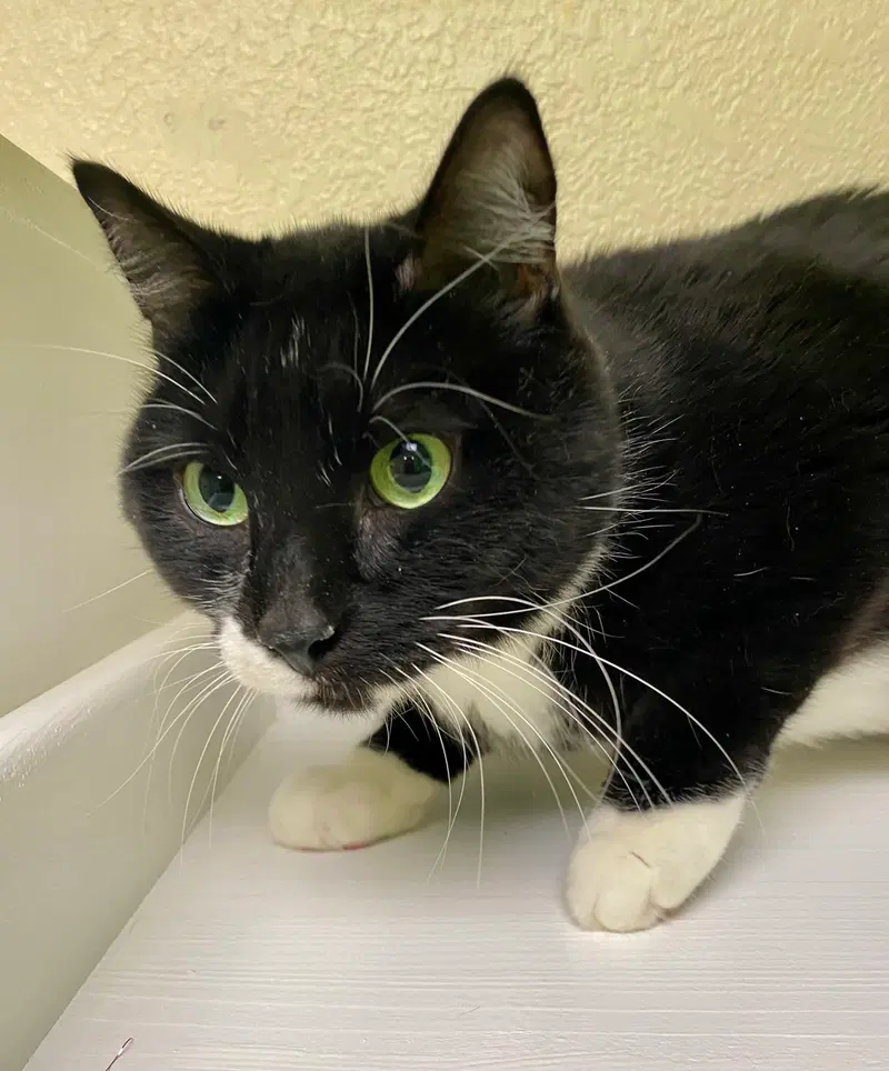 Slytherin, an adult male cat up for adoption