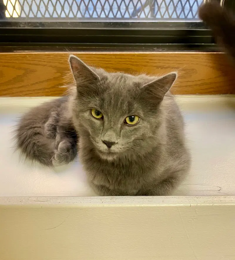 Olivia, photo 2