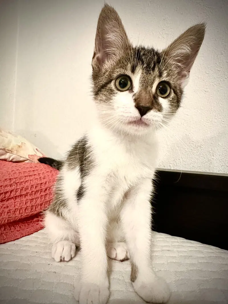 Princess Kate, a female kitten up for adoption