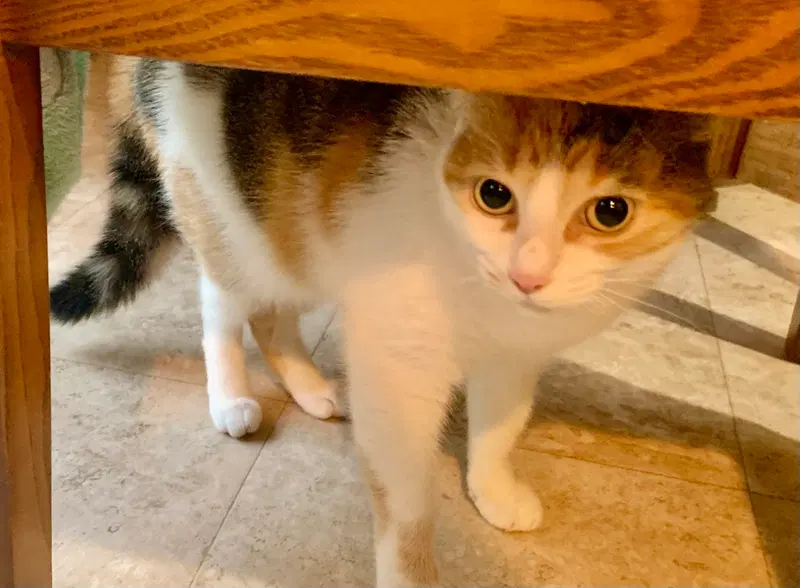 Luna, a young female cat up for adoption