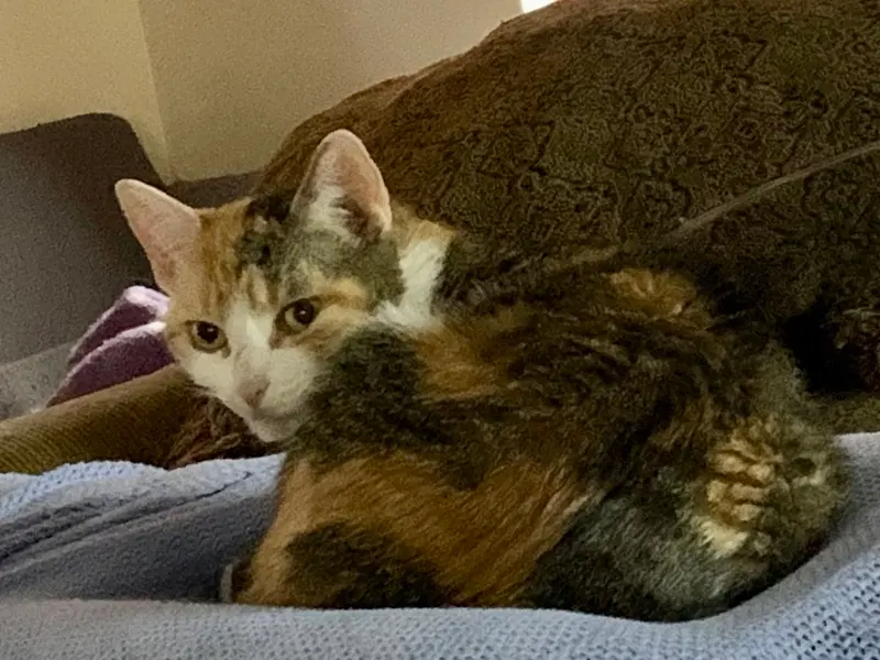 Luna, photo 2