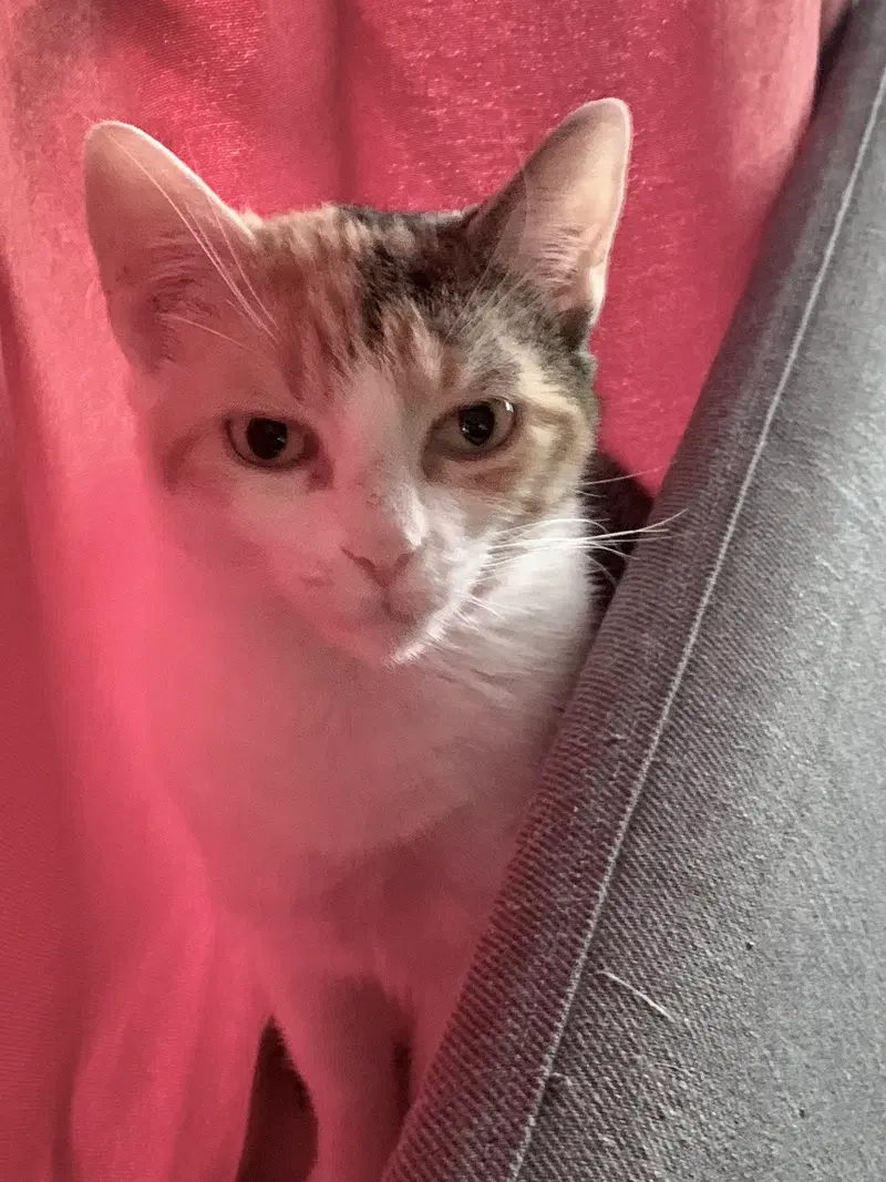 Luna, photo 3