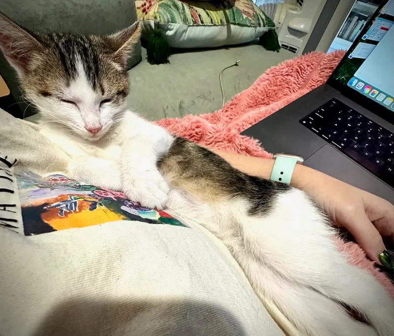 Princess Meghan, a female kitten up for adoption