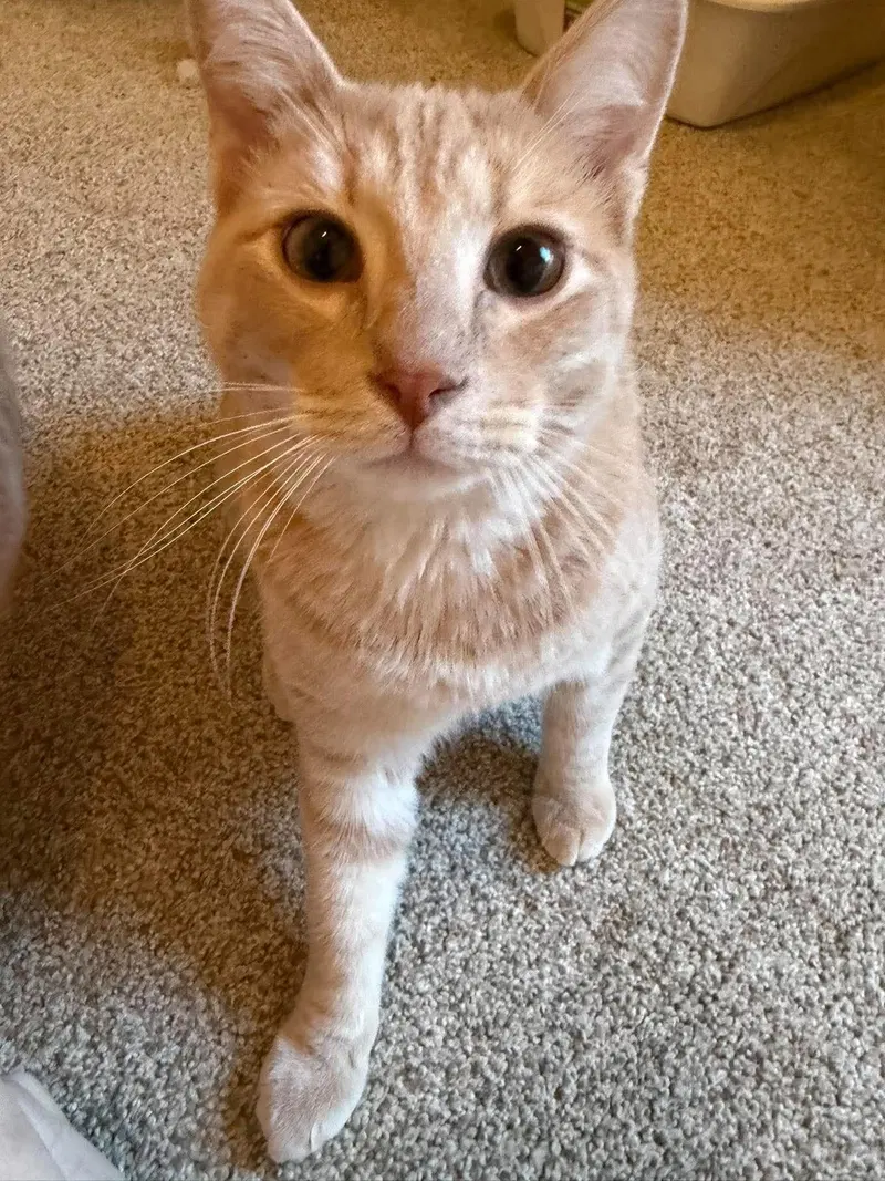 Charlie, a male kitten up for adoption