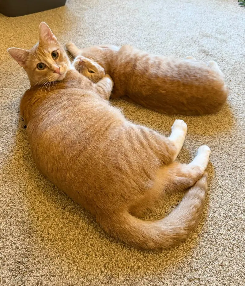Chester, a male cat up for adoption