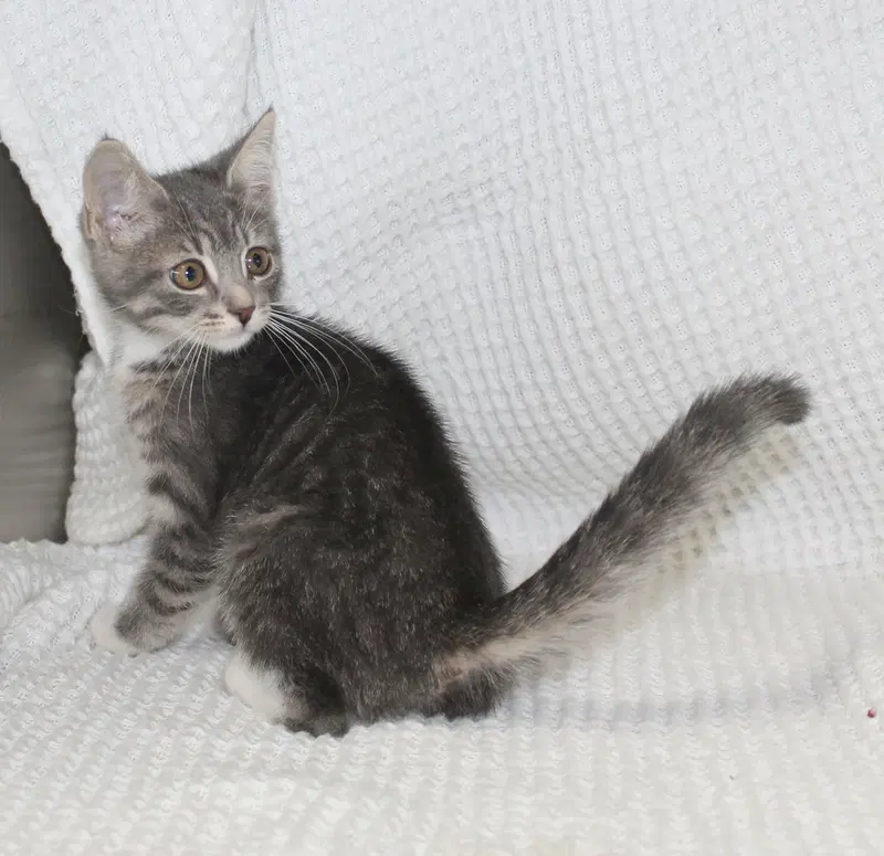 Pocus, a female kitten up for adoption