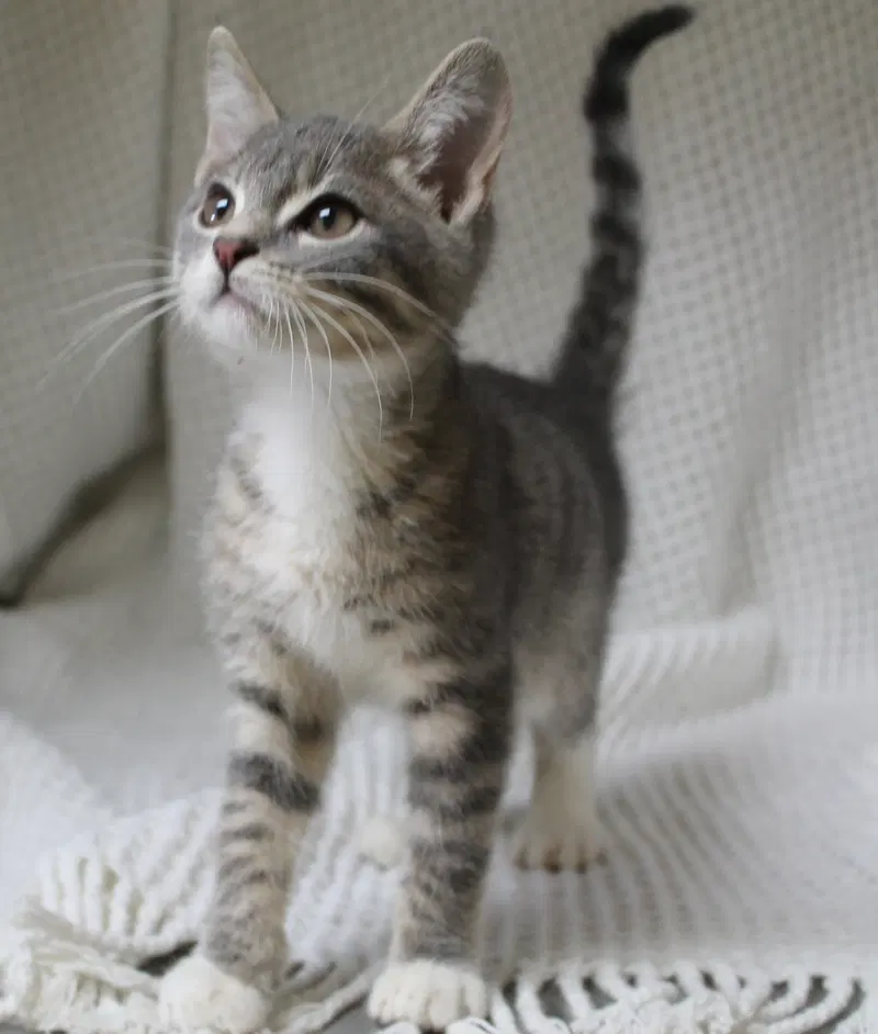 Ghosty, a male kitten up for adoption