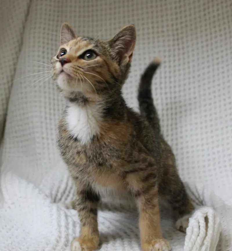 Meeka, a female kitten up for adoption