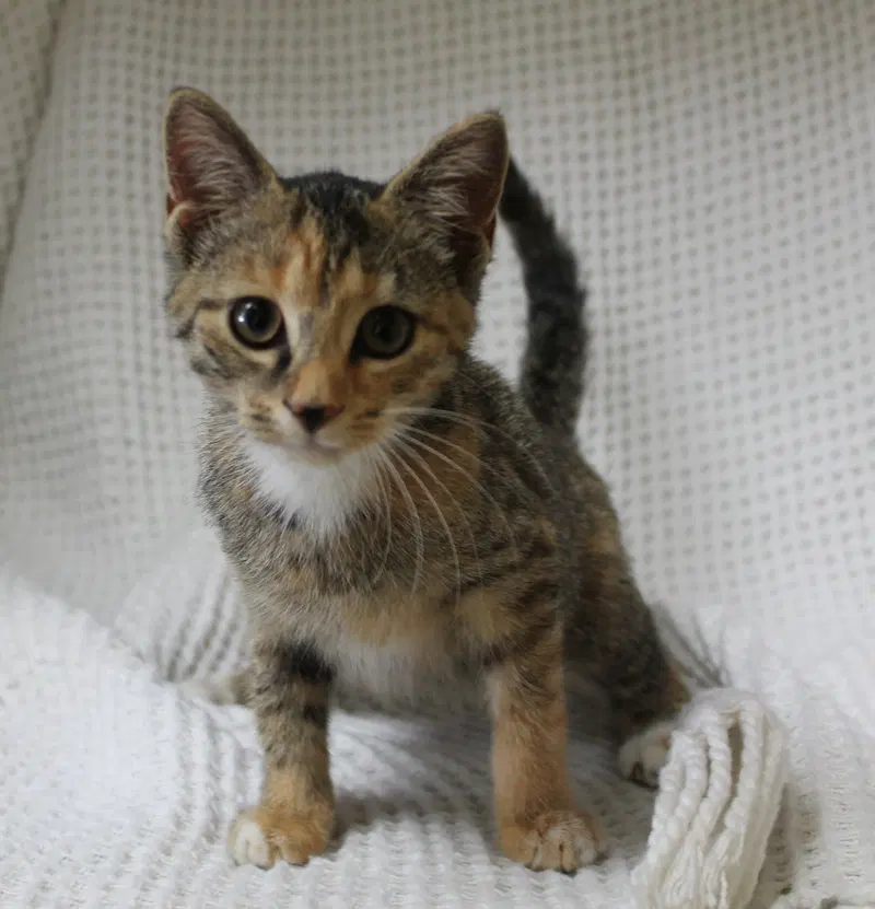 Meeka, photo 3