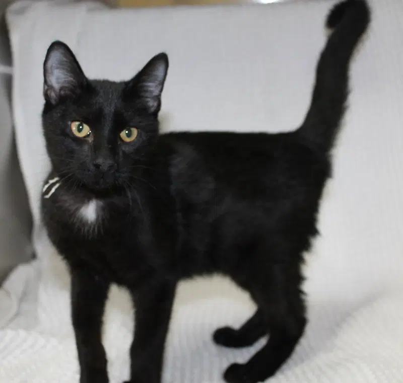 Trent, a male kitten up for adoption