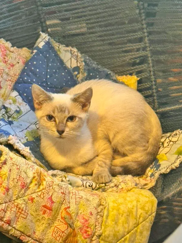 Absolutely Not, a female Siamese kitten up for adoption