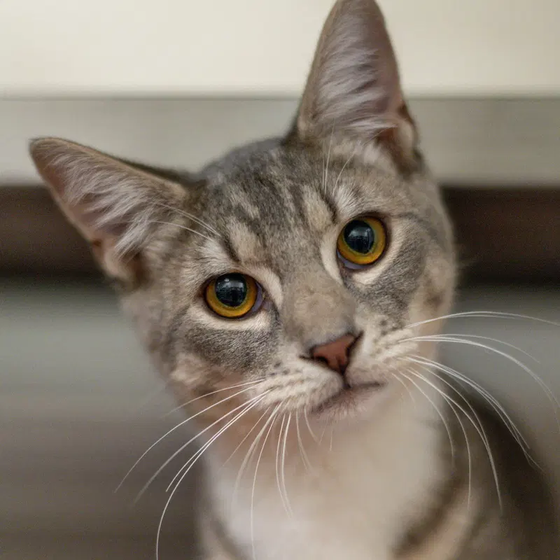 Seras, a young female cat up for adoption