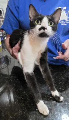 Pandita, an adult female cat up for adoption