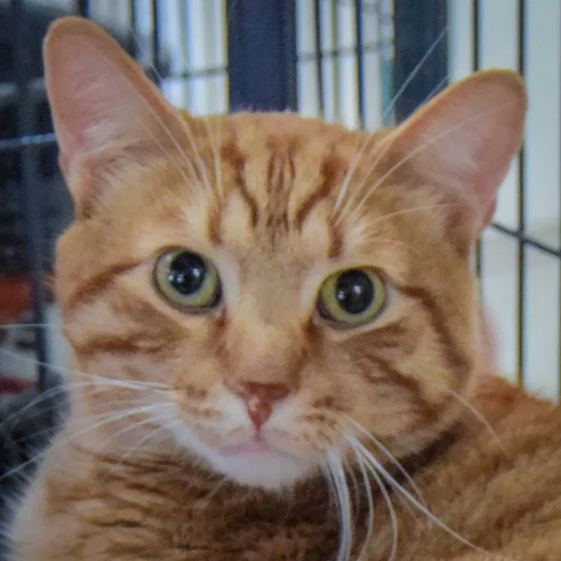 Cheddar Bob, a young male Tabby cat up for adoption