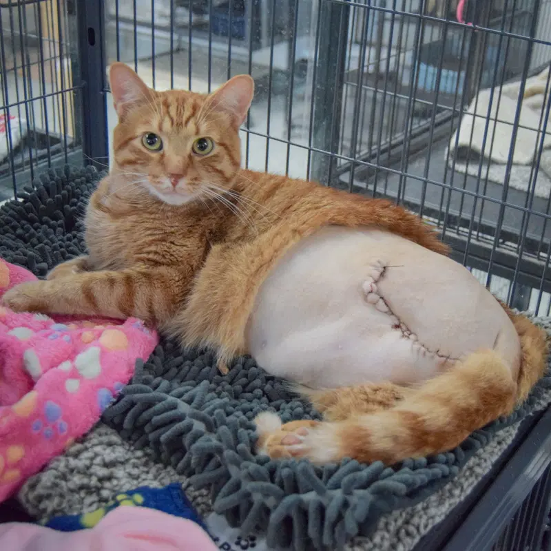 Cheddar Bob, photo 2